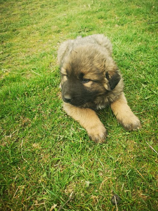 Oddam szczeniaka typu  owczarka kaukaskiego