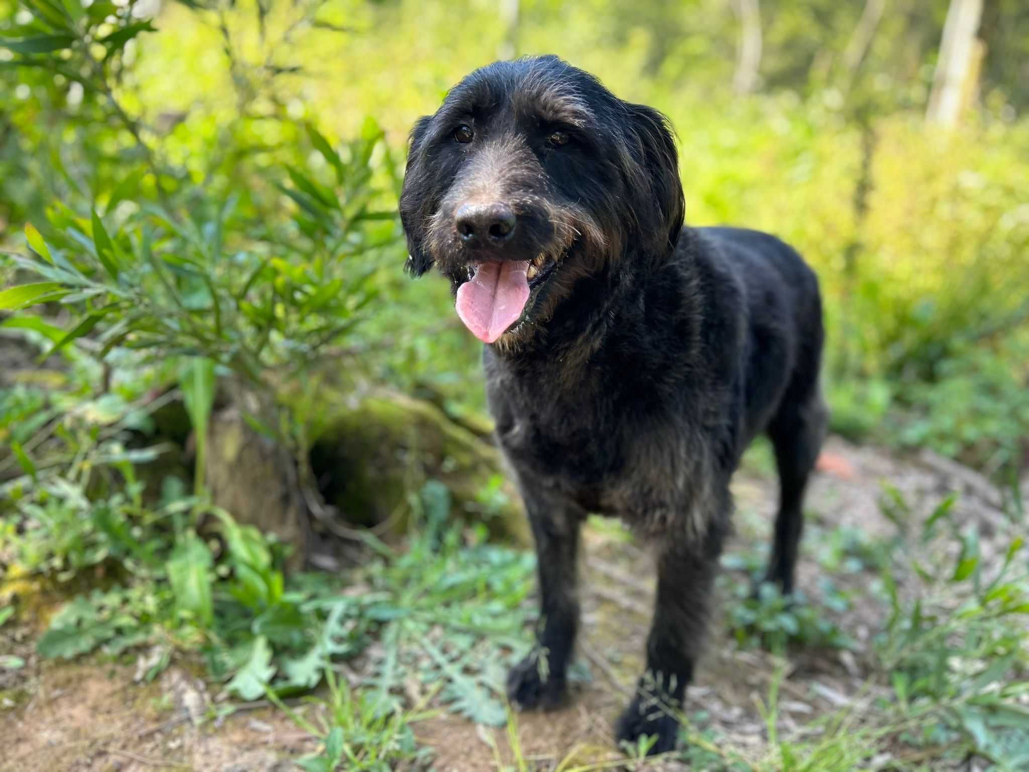 Para adoção: Porthos