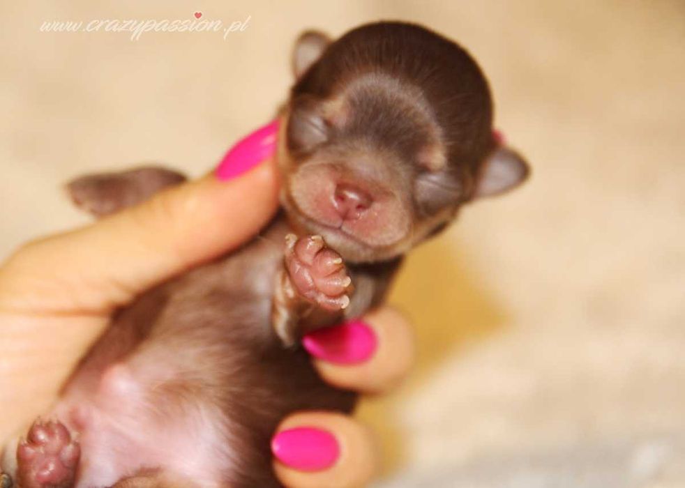 Maleńki długowłosy chihuahua NUGAT Crazy Passion FCI