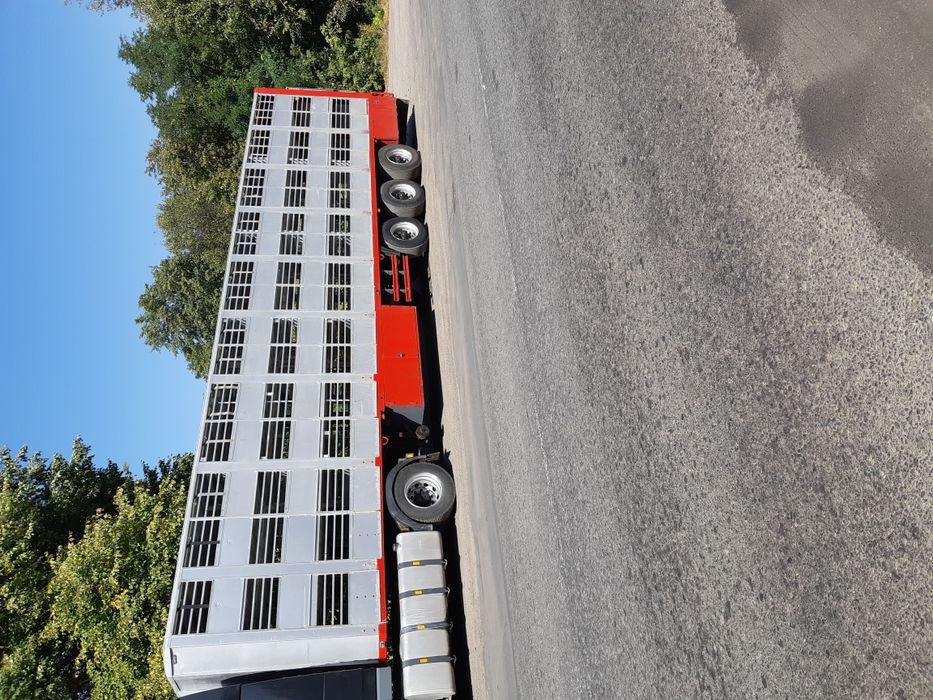 услуги 3х этажного скотовоза#перевозка ВРХ свиней,поросят,овец,индюков