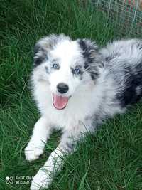 Border Collie suczka Blue merle