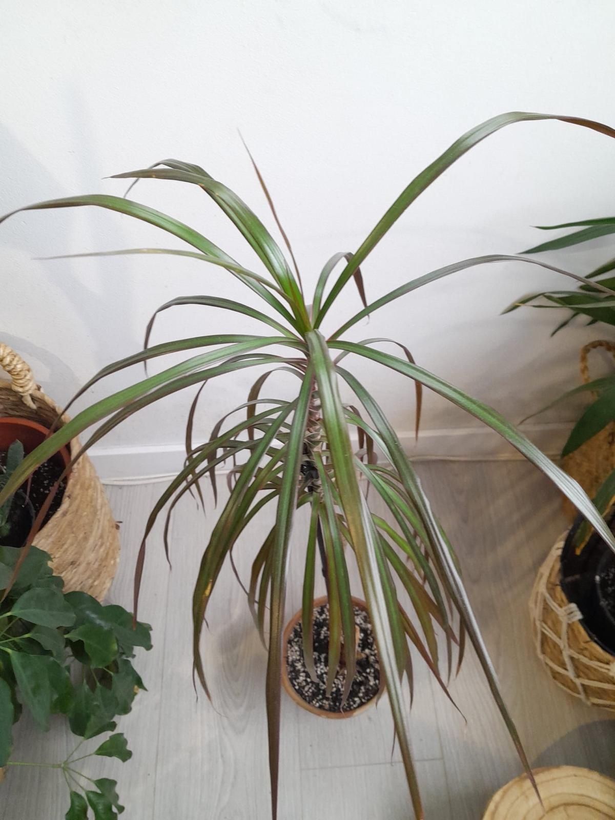 Dracena w doniczce 80 cm