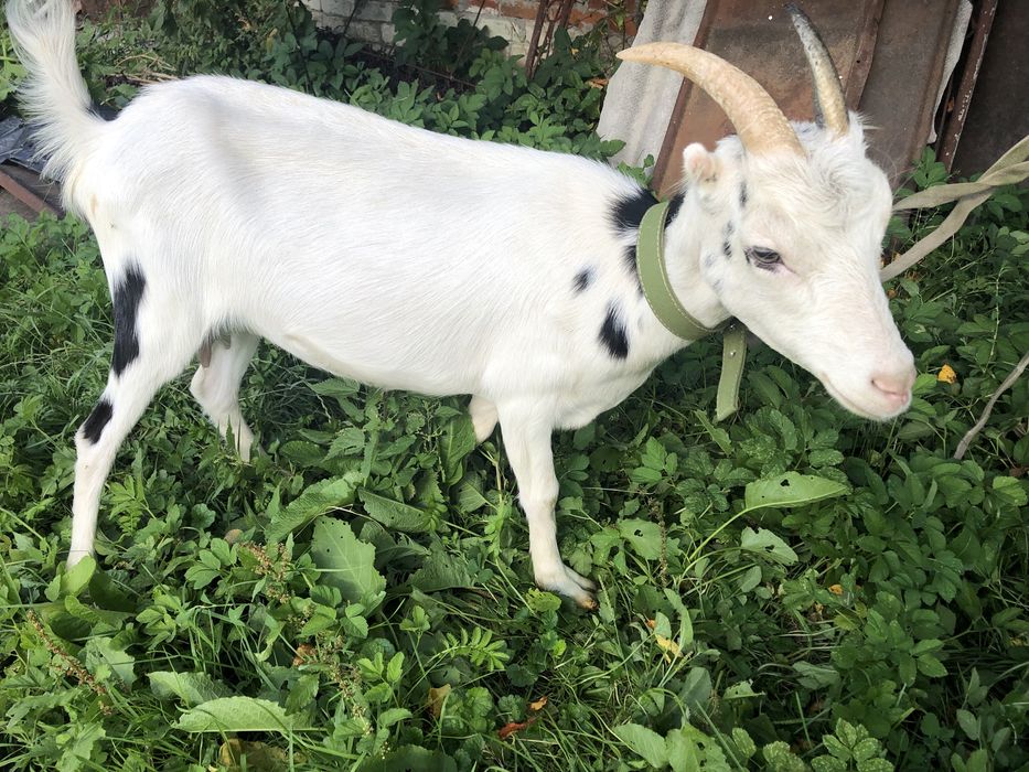Коза молода коротковуха, козеня