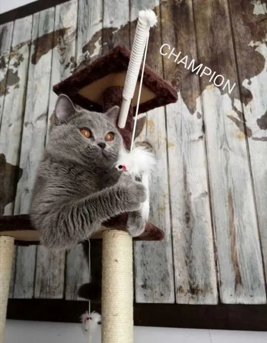 Kocurek brytyjski kotka brytyjska niebieska krótkowłosa metryka chip