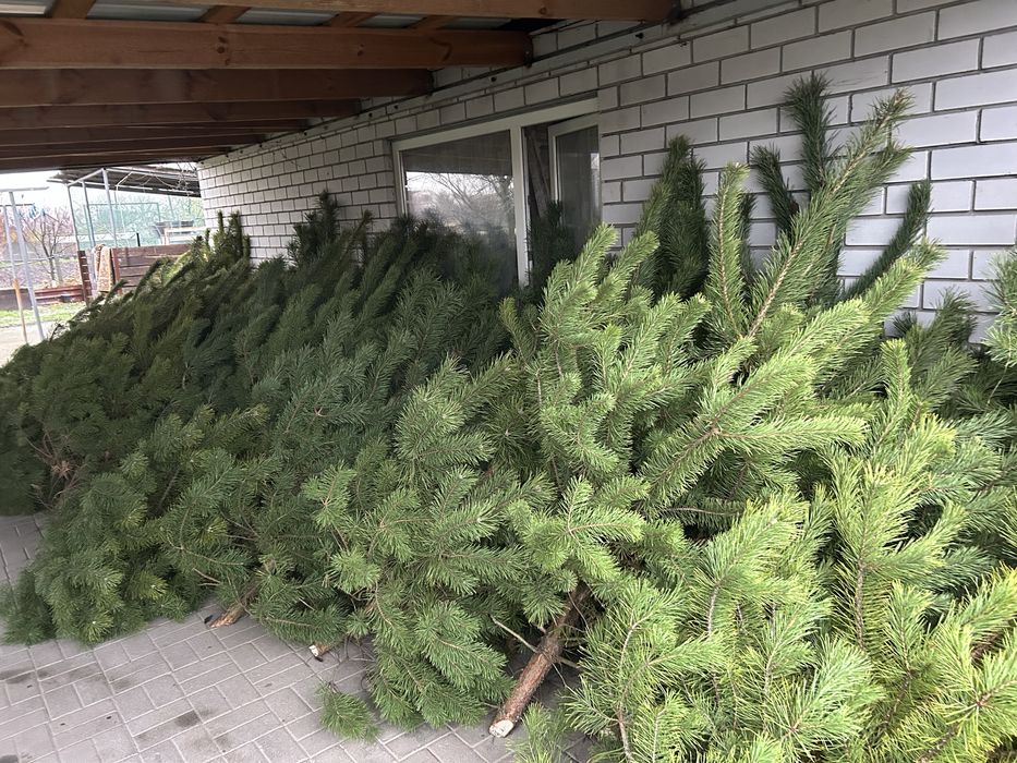 Новогодняя сосно ёлка новорічна ялинка