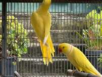 Ring Necks Casal adulto