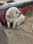 Labrador Retriever ZKwP FCI