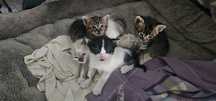 Ofereço Gatinhos bebés