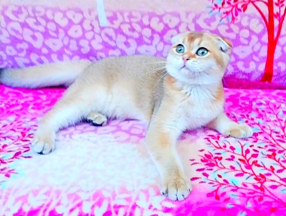 Очаровашка девочка Золотко шиншилла