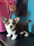 Welsh Corgi Pembroke FCI