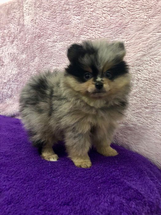 Lulu da Pomerânia Raro Merle