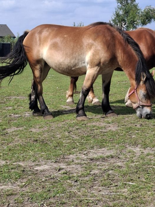 Klacz Polski Koń Zimnokrwisty PKZ 2 klacze/zamiana