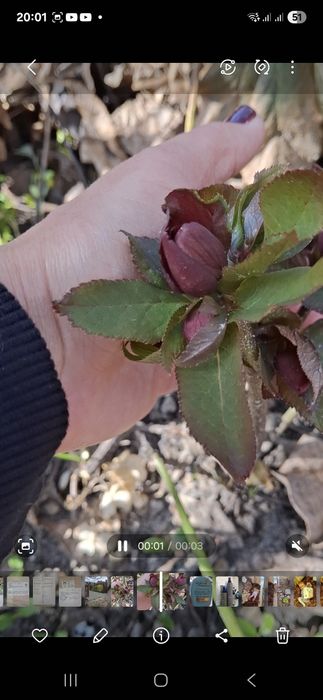 Чемерник, морозник,  2 річні саджанці, 3 л