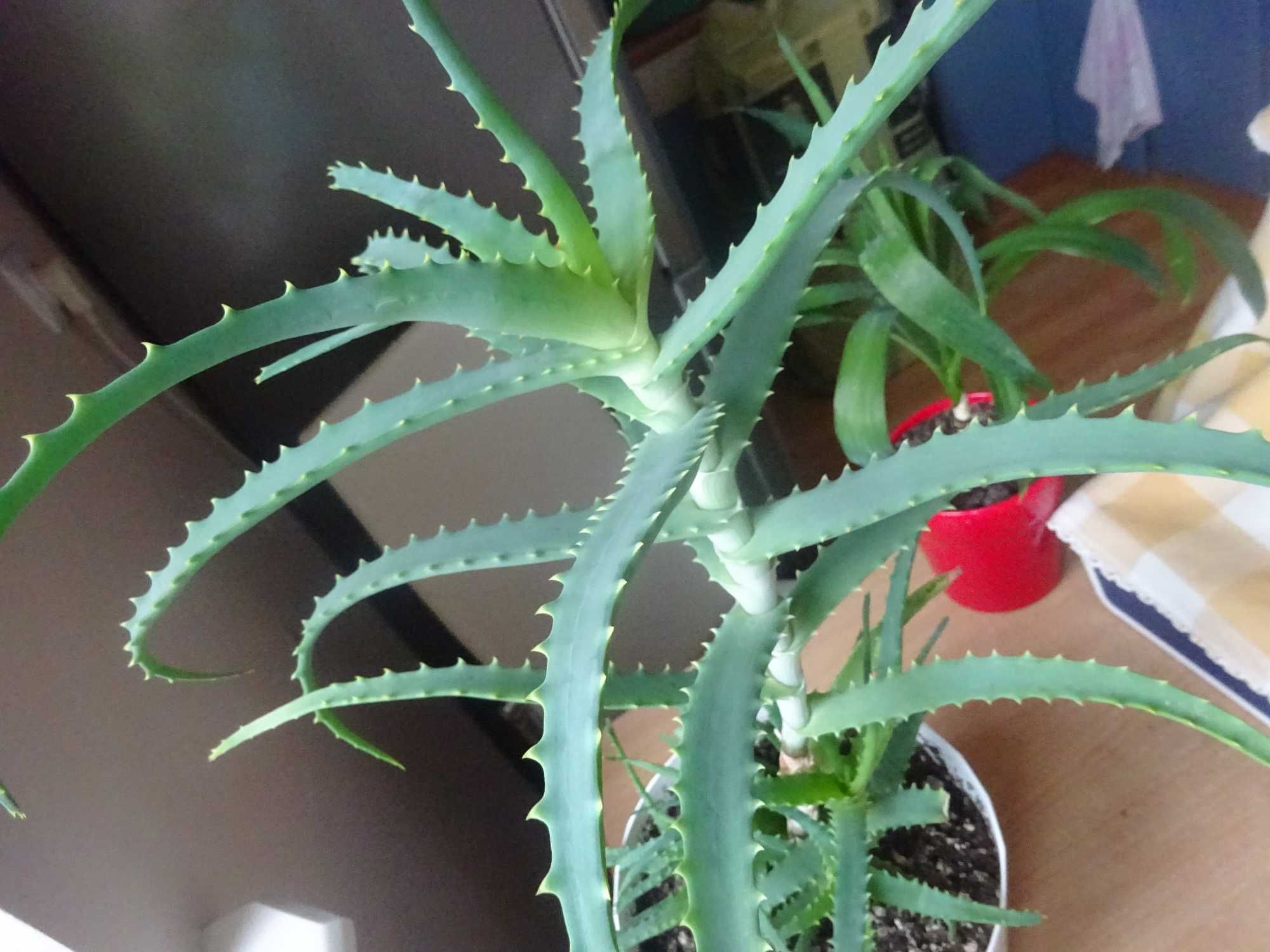 58 cm kwiat doniczkowy aloes ładny dorodny w doniczce
