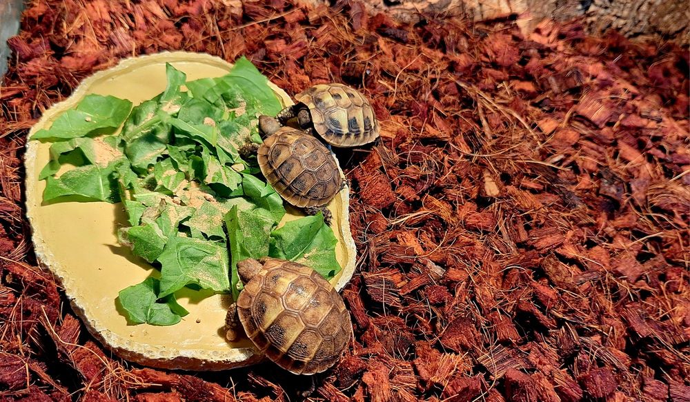 Żółwiki wodno-lądowe