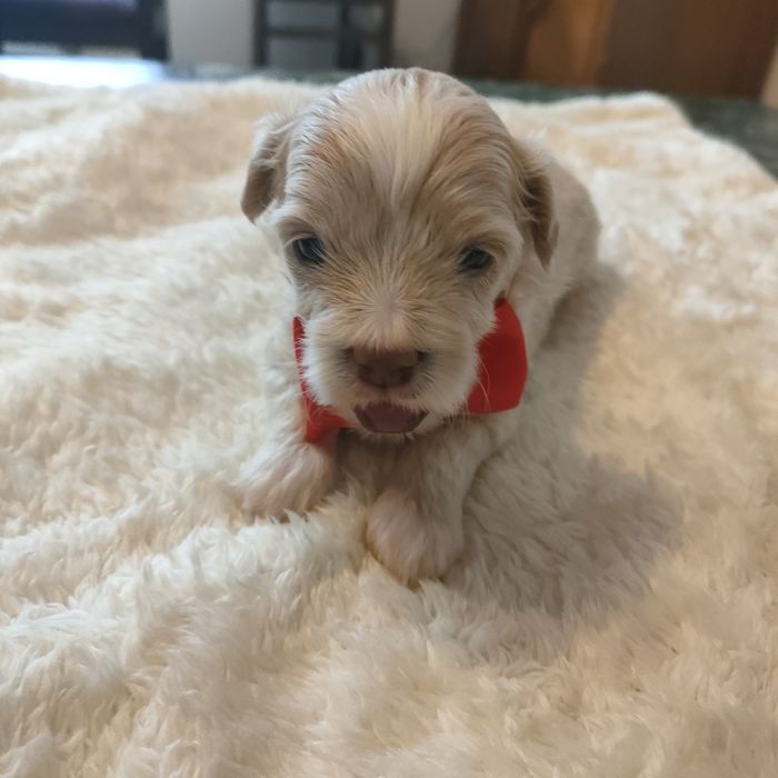 Śliczna suczka Maltipoo f1.