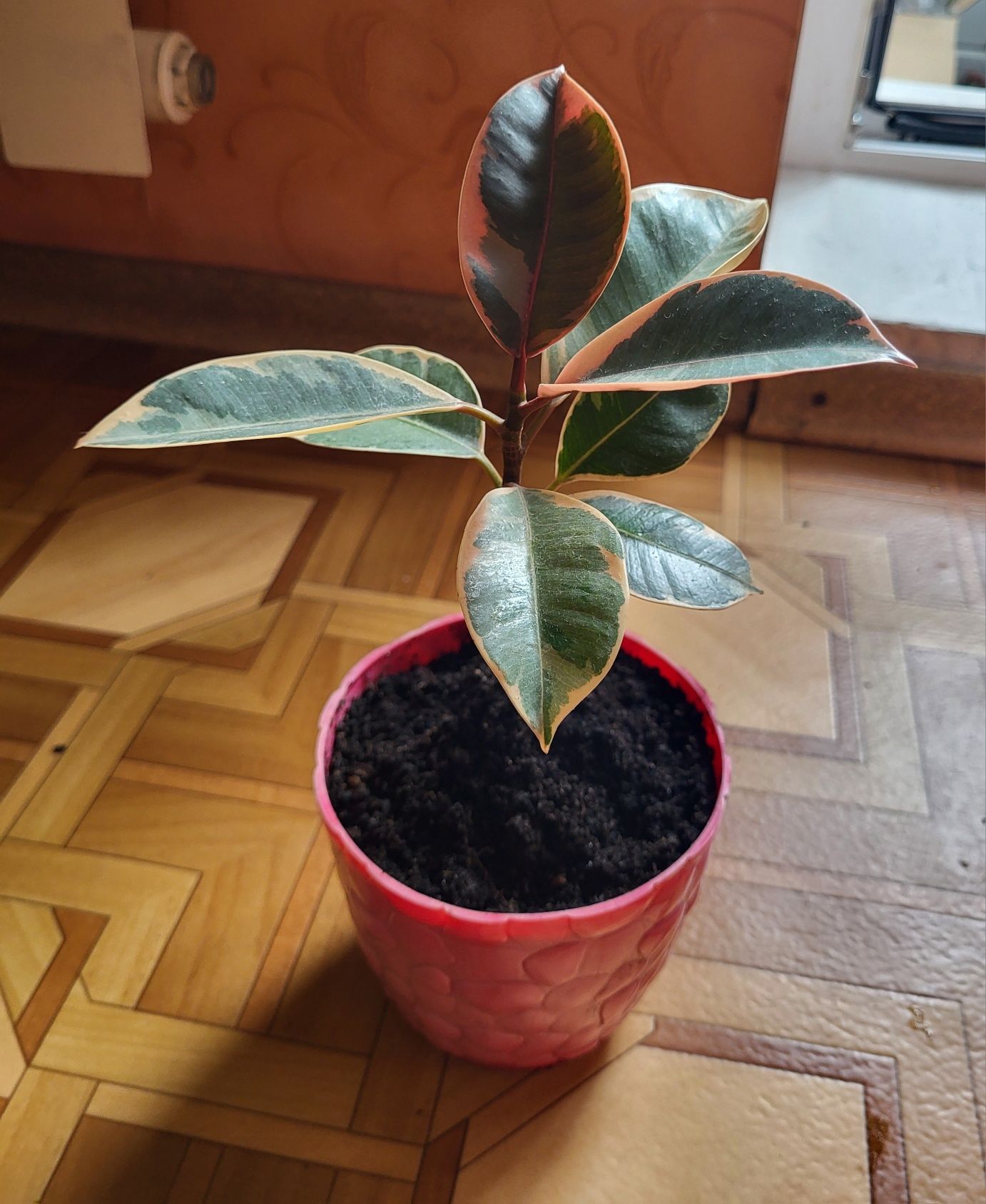 Продам кімнатні квіти