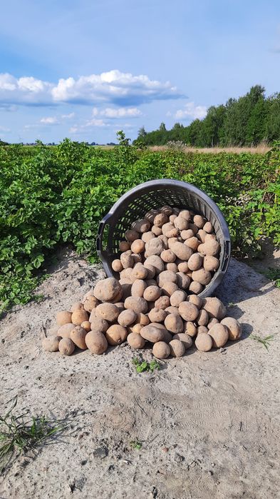 Ziemniaki z własnego gospodarstwa