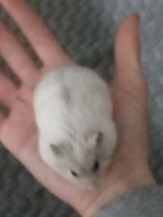 Chomik hybryda szuka domu