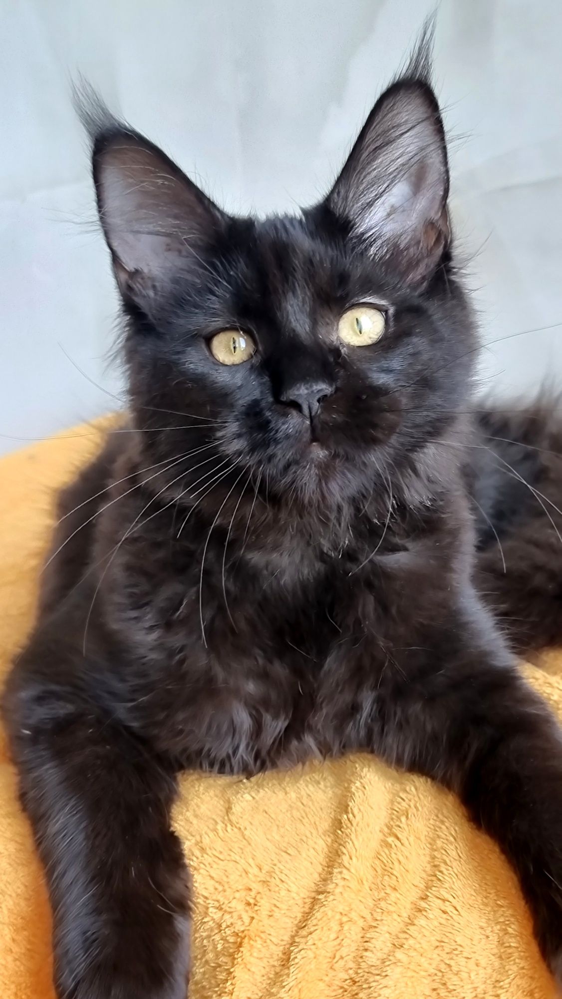 Чорна кішка мейн-кун