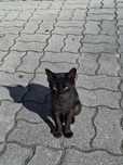 Gatinho para adoção