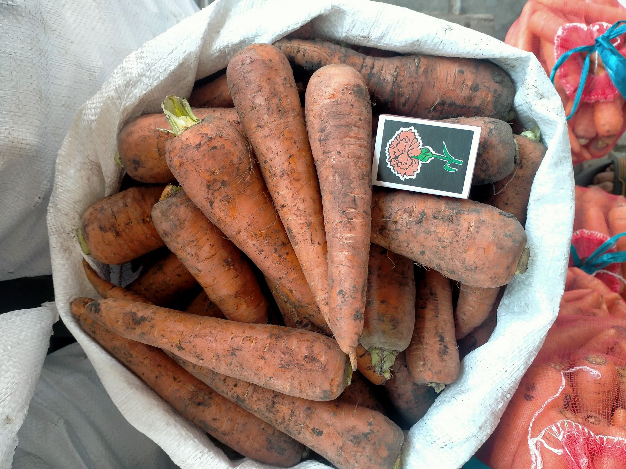 Морква цього року продам