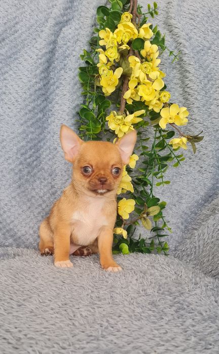 Excelente mini mini choco fawn Chihuahua/Chiuaua de Qualidade