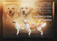 Golden Retriever FCI piesek