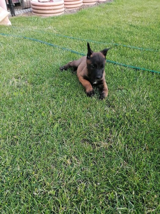 Бельгийской овчарки щенки! Малинуа с родословной!