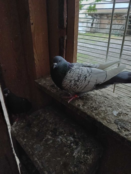 Gołębie ozdobne rysie