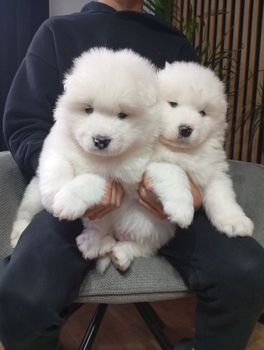 Cudny szczeniaczek rasy samoyed