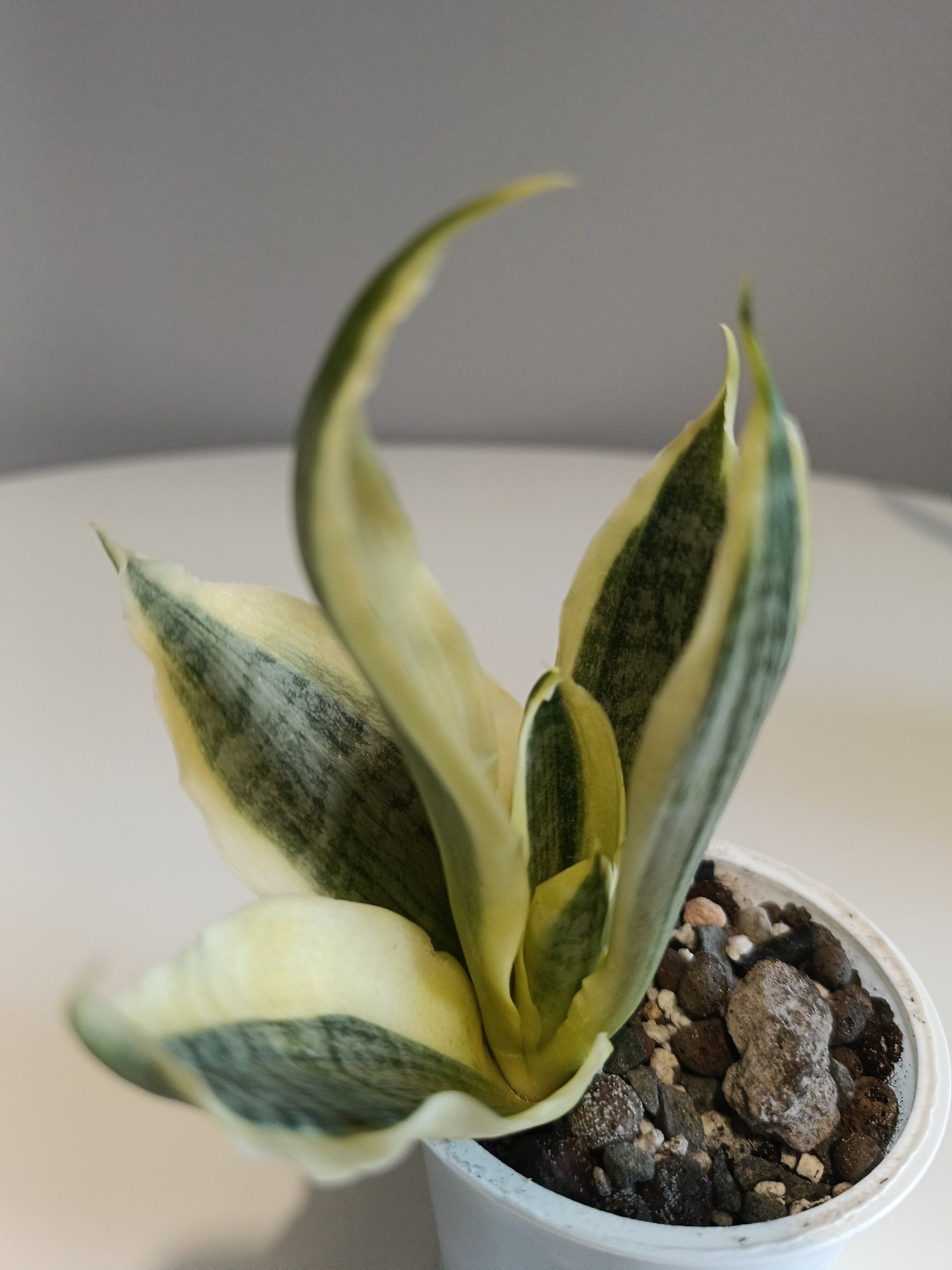 Hahnii White Gold Sansevieria sanseweria wężownica sadzonka