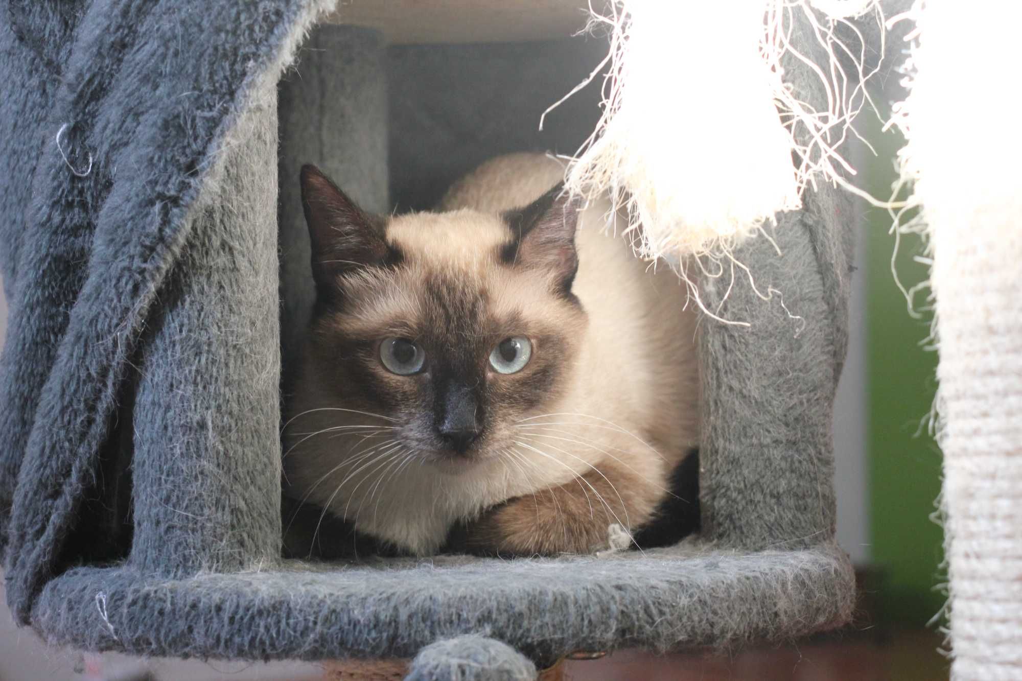 ESTERILIZADA | Gata juvenil, vacinada, FIV (-) e FELV (-) para adoção