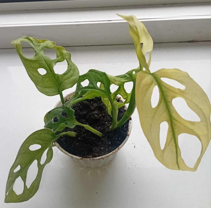 Монстера домашняя