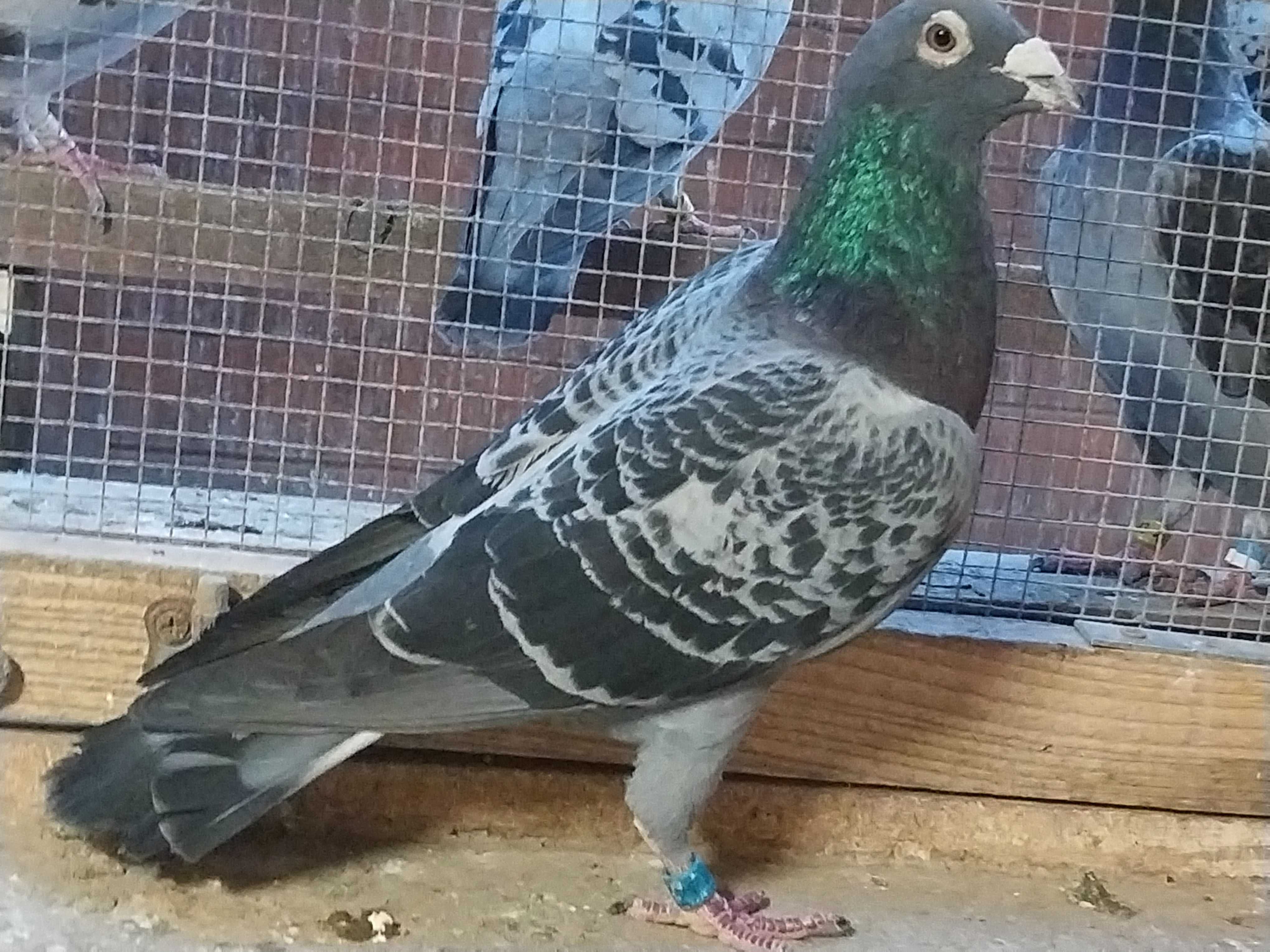 Gołebie pocztowe syn 2 As-Vogel linia Koopman Zitter
