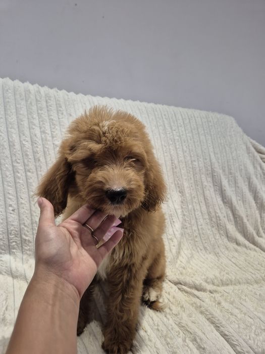 Goldendoodle f1 standard