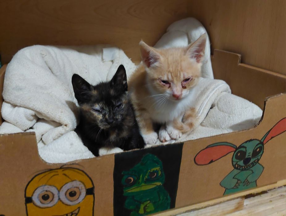 Gatinhos macho e fêmea