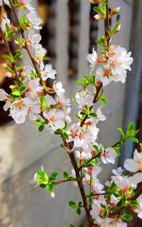 Wiśnia kosmata Prunus tomentosa wys. 70 cm