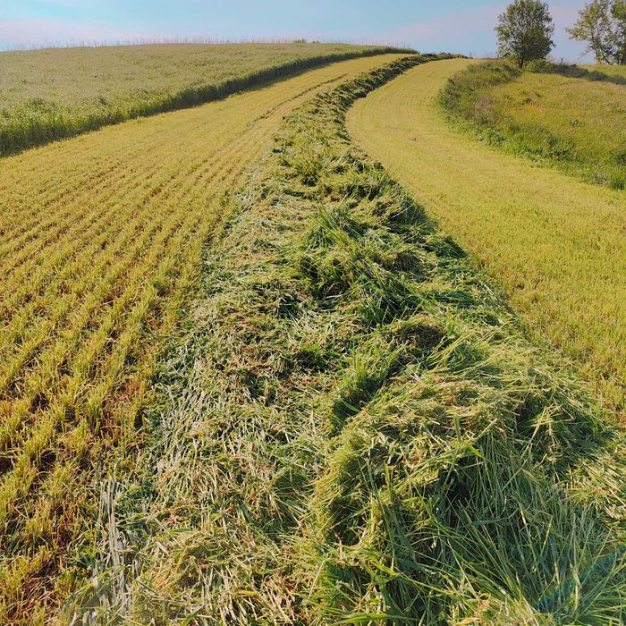 Mieszanka traw życica lucerna koniczyna trawa wysyłka