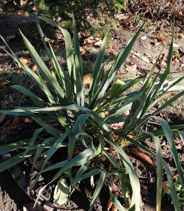 Продам домашнее растения.