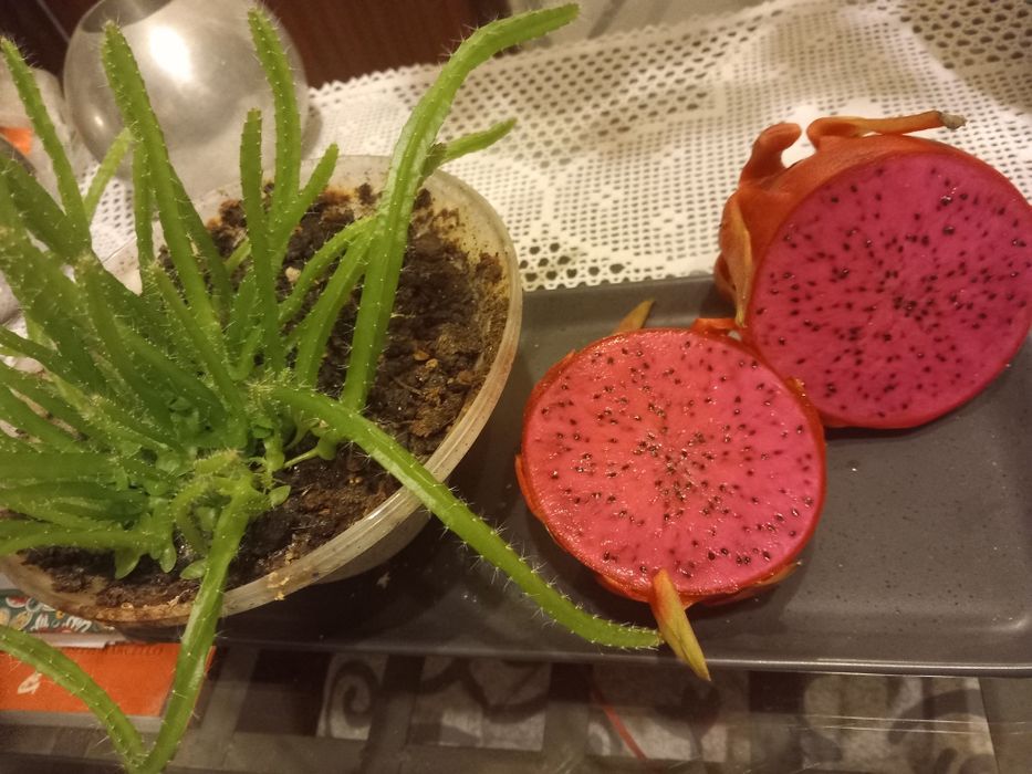 Plantação de pitayas são varios pés como se pode ver nas fotos