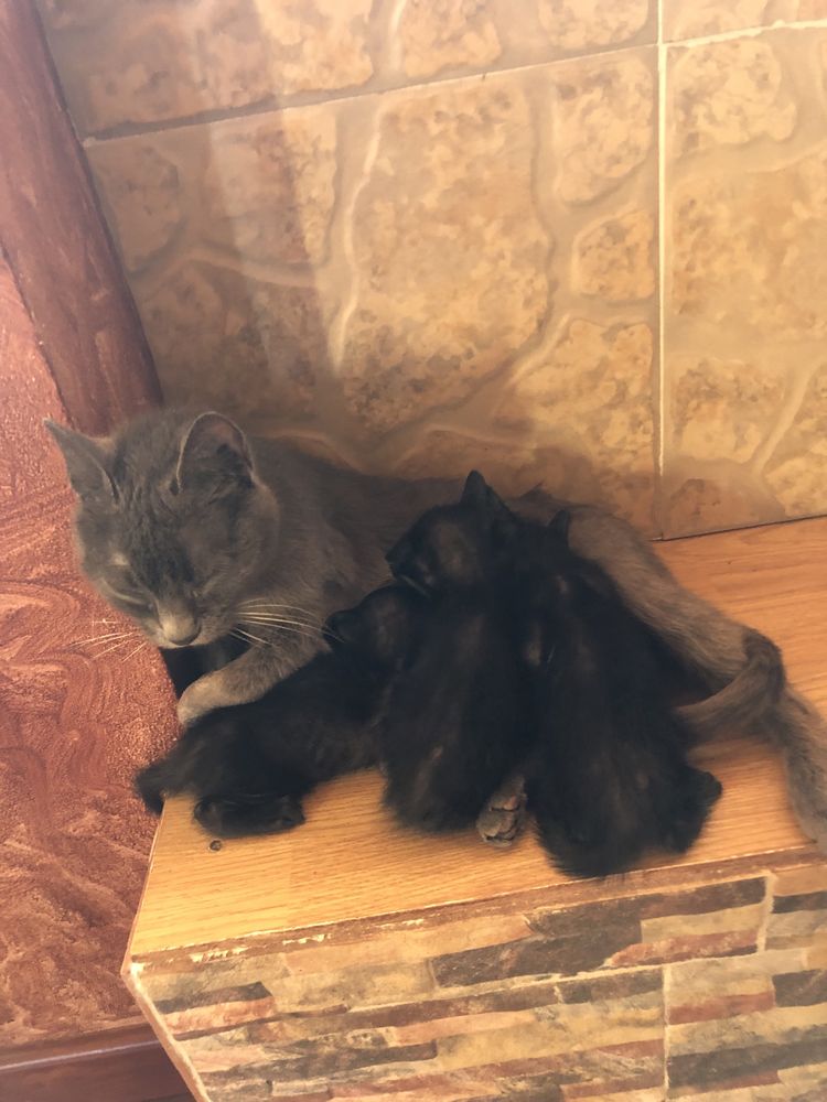 Gatinhos e gata para adoção