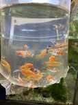 Mieczyk koi mix samiec samica zooanimals Ruda Śl