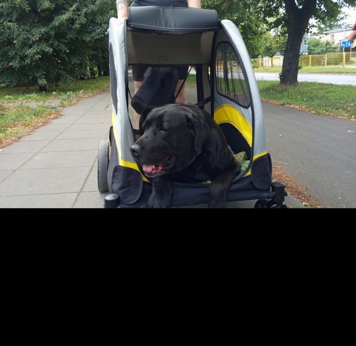Wózek dla psa XXL