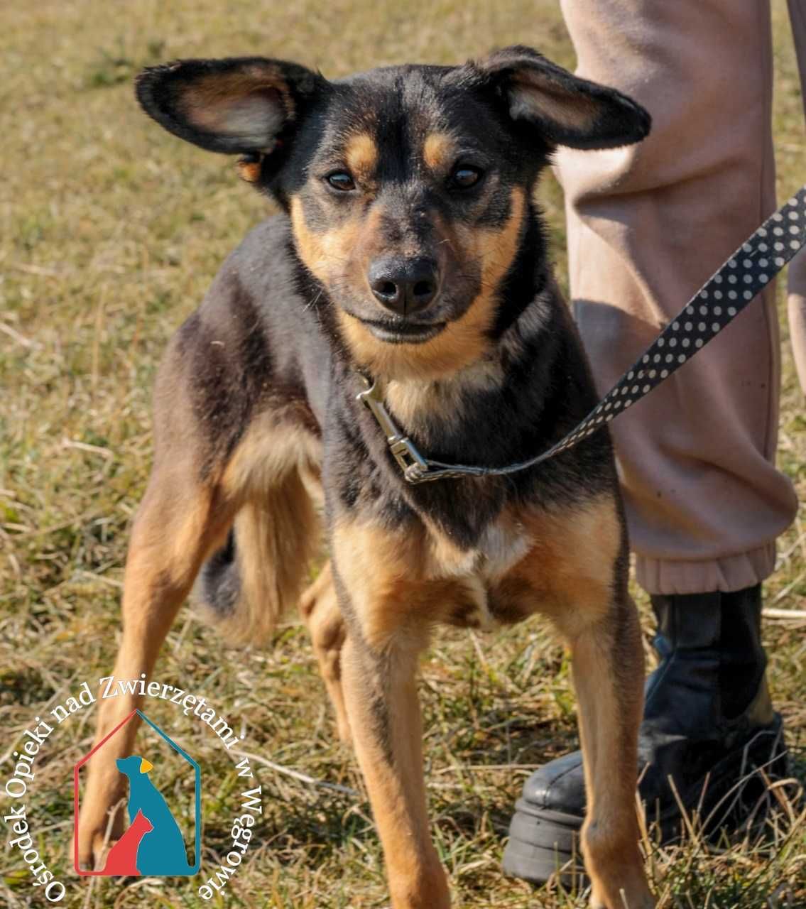 NIEDUŻA, WESOŁA, kochana Nutka czeka na domek - adoptuj fajną sunię