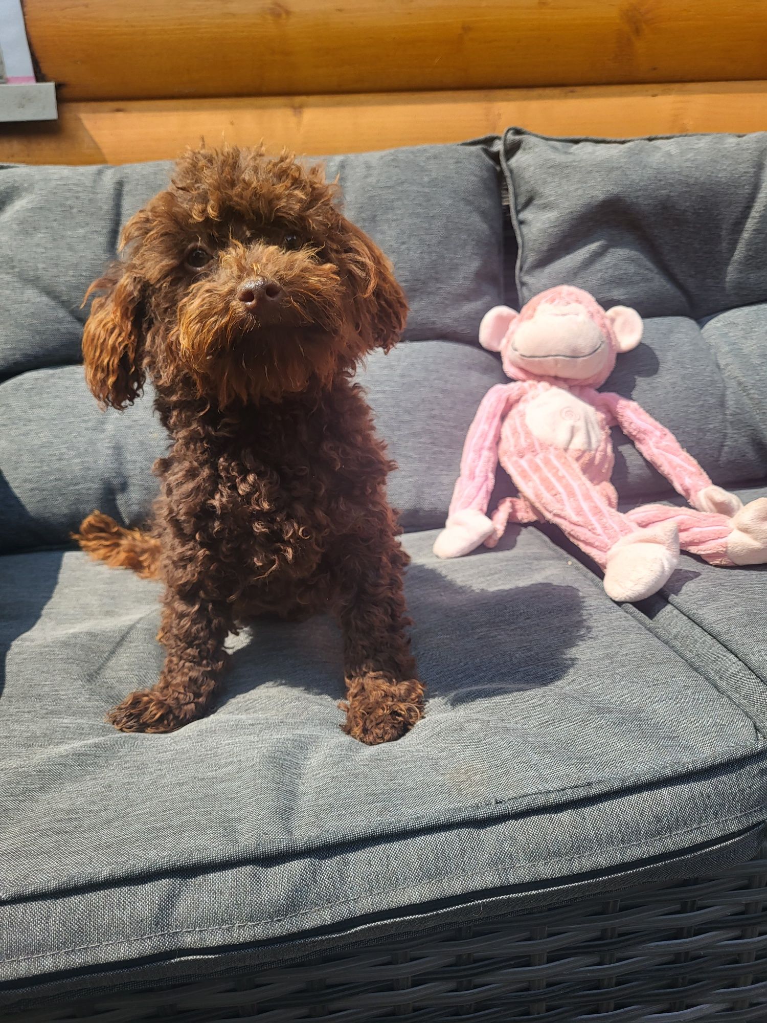 Bolonoodlle-bolonczyk-pudel-maltipoo -gotowe do odbioru