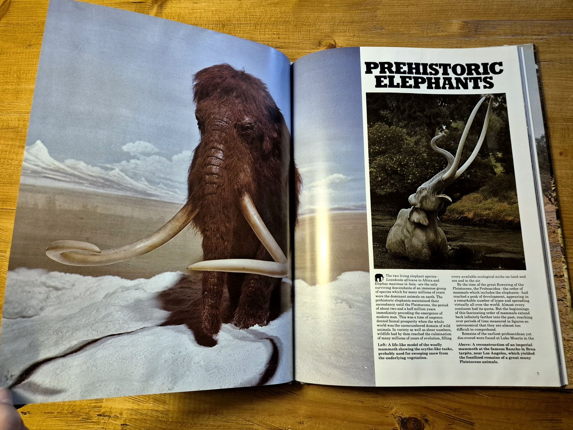 The Love Of Elephants - Neil Murray