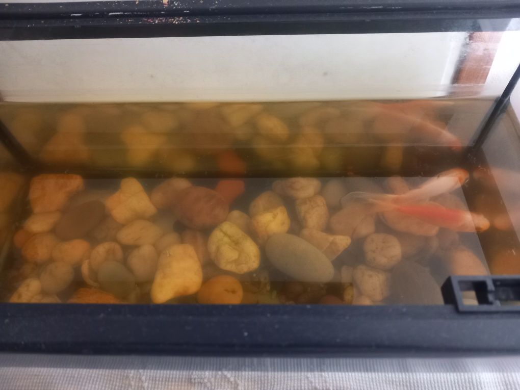 Aquário com 2 peixes
