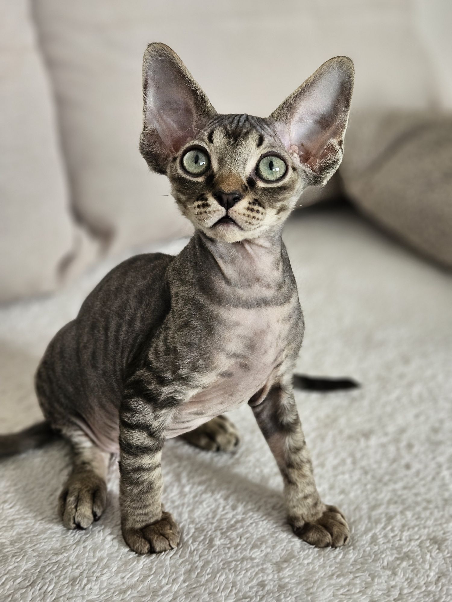Kocurek Devon Rex