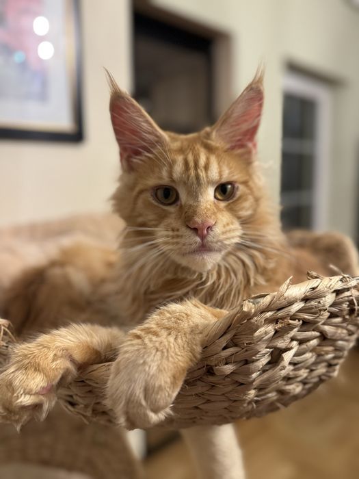 Kocięta Maine Coon